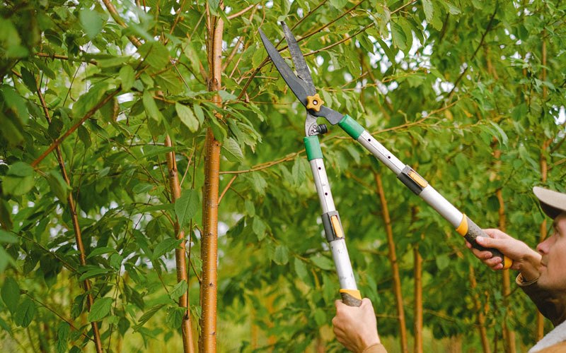 Tree trimming in Mulberry, KS